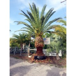 Canary Island Date Palm 8' CT Florida Fancy